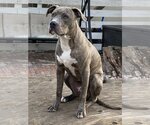 Small #11 Staffordshire Bull Terrier Mix