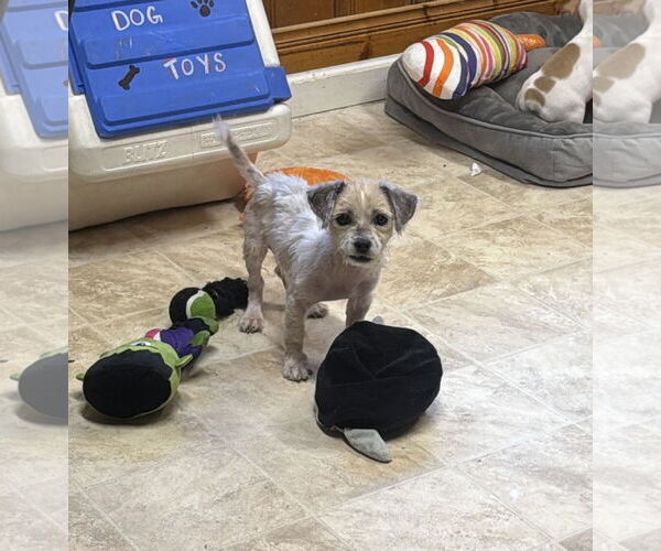 Medium Photo #1 Mutt Puppy For Sale in Raleigh, NC, USA