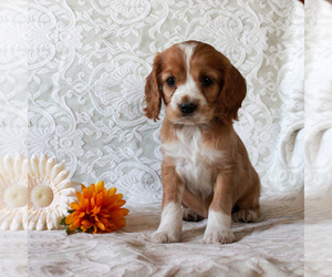 Cocker Spaniel Puppy for sale in PARADISE, PA, USA