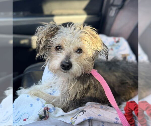 Medium Photo #1 Mutt Puppy For Sale in Vail, AZ, USA