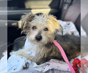 Mutt Dogs for adoption in Vail, AZ, USA