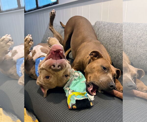 Medium Photo #2 American Pit Bull Terrier Puppy For Sale in Techny, IL, USA