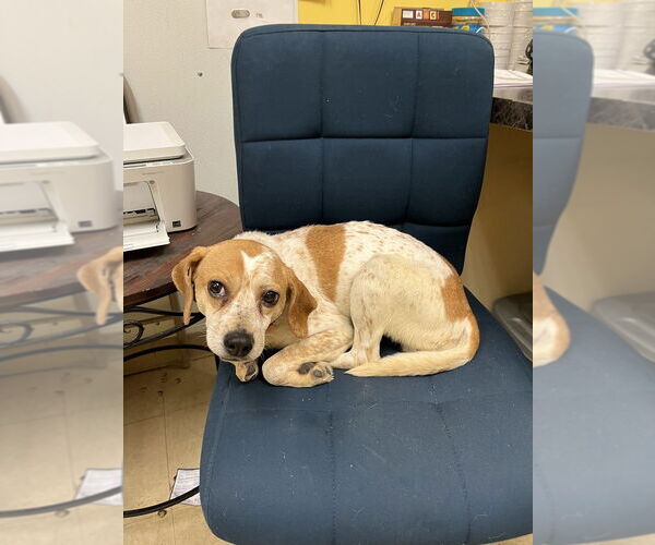 Medium Photo #1 Beagle-Unknown Mix Puppy For Sale in Candler, NC, USA