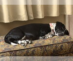 Small Photo #4 Basset Hound-Unknown Mix Puppy For Sale in Brookville, OH, USA
