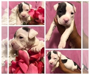 American Pit Bull Terrier Puppy for sale in HIALEAH, FL, USA