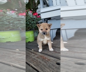 Shiba Inu Puppy for sale in EDINA, MO, USA