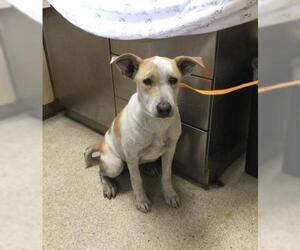 Mutt Dogs for adoption in Riverside, CA, USA