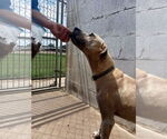 Small #3 Labrador Retriever Mix