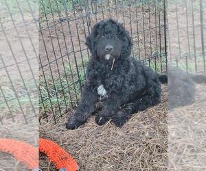 Goldendoodle (Miniature) Puppy for Sale in FORT COLLINS, Colorado USA