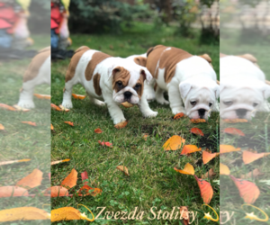 English Bulldog Puppy for sale in Moscow, Moscow, Russia