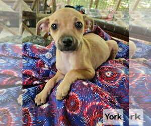 Chiweenie Dogs for adoption in Ellijay, GA, USA