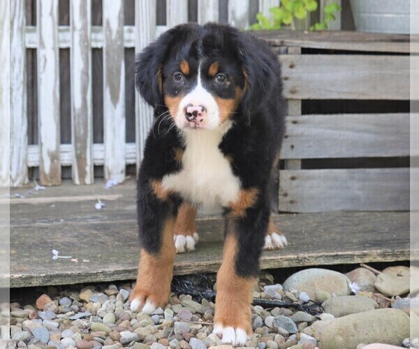 Medium Photo #2 Bernese Mountain Dog Puppy For Sale in FREDERICKSBG, OH, USA