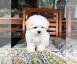 Peanut - Male Mal-Shi Puppy for Sale - Photo #2