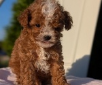 Small #5 Cavapoo (Miniature)