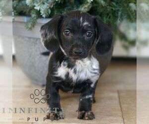 Dachshund Puppy for sale in HONEY BROOK, PA, USA
