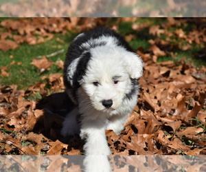 Old English Sheepdog Puppy for sale in MARIONVILLE, MO, USA