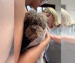 Small Photo #6 Poodle (Miniature) Puppy For Sale in Holly Springs, NC, USA
