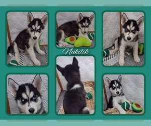 Siberian Husky Puppy for sale in MOUNT AYR, IA, USA