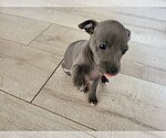 Small #1 Italian Greyhound