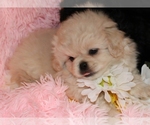 Small #1 Pekingese-Poodle (Toy) Mix