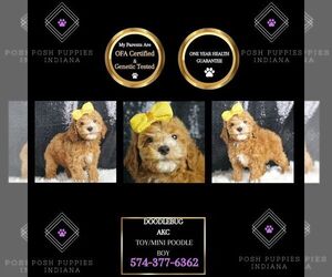 Poodle (Toy) Puppy for sale in WARSAW, IN, USA