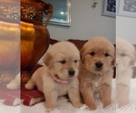 Small Photo #4 Golden Retriever Puppy For Sale in BEVERLY HILLS, CA, USA