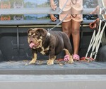 Small #3 English Bulldog