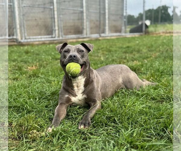 Medium Photo #1 American Bulldog Puppy For Sale in Monticello, MS, USA