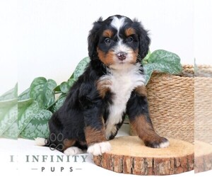 Bernedoodle (Miniature) Puppy for sale in EPHRATA, PA, USA