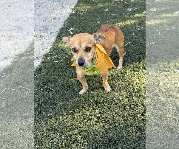 Medium Photo #1 Chihuahua Puppy For Sale in Menifee, CA, USA