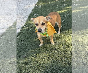 Chihuahua Dogs for adoption in Menifee, CA, USA