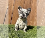 Small Photo #7 French Bulldog Puppy For Sale in MOUNT VERNON, AL, USA