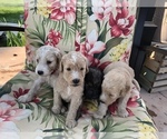 Small Photo #8 Goldendoodle Puppy For Sale in GREENSBURG, KY, USA