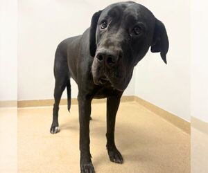 Great Dane Dogs for adoption in Aurora, CO, USA