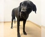 MORTICIA - Female Great Dane Dog for Adoption - Small photo