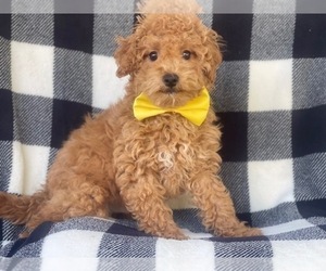 Cavapoo-Poodle (Miniature) Mix Puppy for sale in LAKELAND, FL, USA