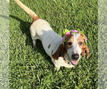 Small Basset Hound