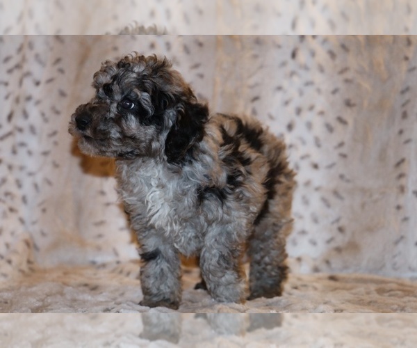 Medium Photo #8 Poodle (Toy) Puppy For Sale in DYERSBURG, TN, USA