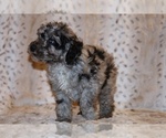 Small #7 Poodle (Toy)