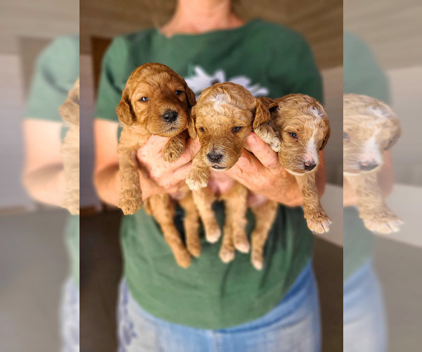 Medium Photo #1 Poodle (Standard) Puppy For Sale in WAGENER, SC, USA