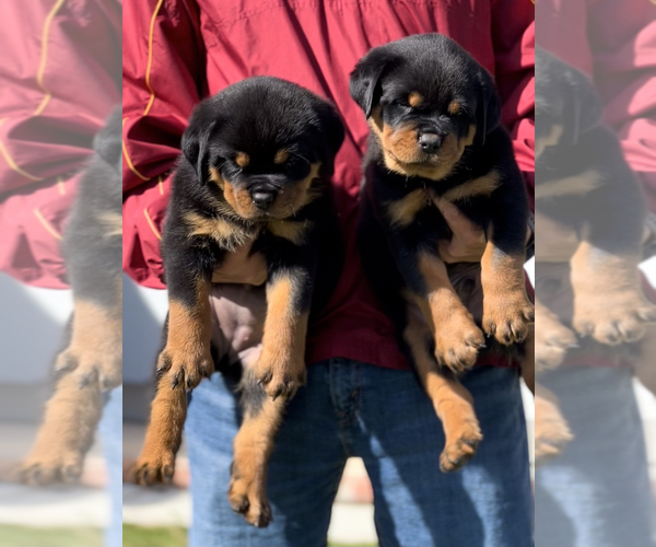 Full screen Photo #7 Rottweiler Puppy For Sale in FONTANA, CA, USA