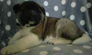 Akita Puppy for sale in HONEY BROOK, PA, USA