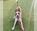 Small #7 Catahoula Leopard Dog Mix