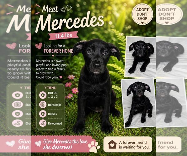 Medium Photo #1 Mutt Puppy For Sale in Jenkintown, PA, USA