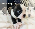Small Photo #2 Boston Terrier Puppy For Sale in CARMICHAEL, CA, USA