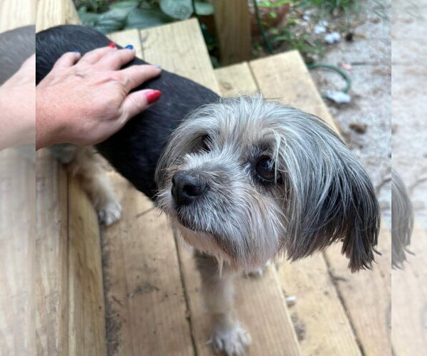 Medium Photo #3 Poodle (Miniature)-Unknown Mix Puppy For Sale in Spring Lake, NC, USA