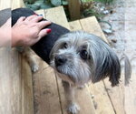 Small #2 Poodle (Miniature) Mix
