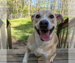 Small #4 American Pit Bull Terrier-Rat Terrier Mix