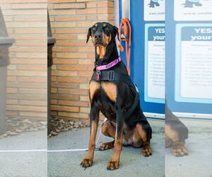 Doberman Pinscher Dogs for adoption in St. Louis Park, MN, USA