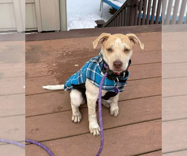 Medium Photo #6 Chihuahua-Unknown Mix Puppy For Sale in Boonton, NJ, USA